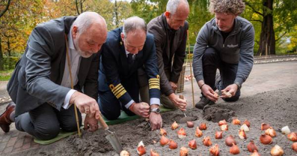 **A Bloom of Heritage: Holland America Cultivates a Tulip to Honor its Dutch Roots**