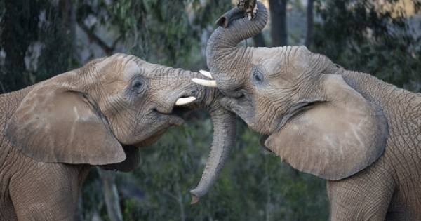 **A New Chapter for Giants: San Diego Zoo Safari Park's Elephant Valley to Roar to Life in 2026**