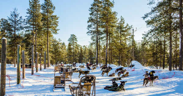 **Amsterdam to Arctic Adventure: KLM Unveils New Winter Escape to Finnish Lapland**