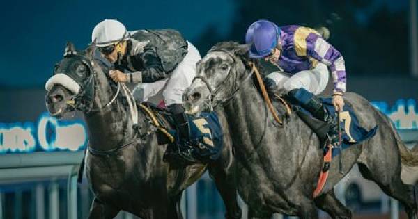 **Arabian Elegance Takes Center Stage: The UAE President's Cup Returns to Abu Dhabi**
