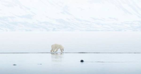 **Arctic's Final Flourish: Witness Polar Bears & Belugas on Exclusive Micro Cruises (Limited Availability)**