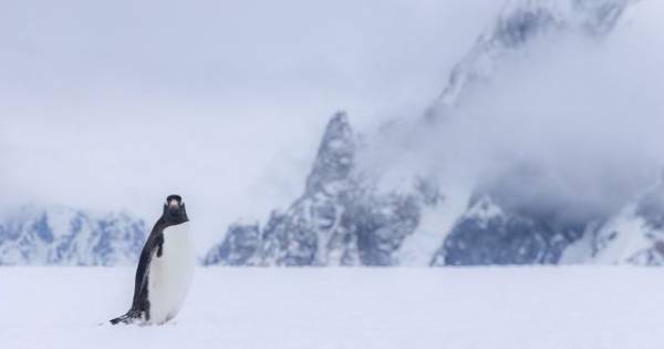 **Beyond the Horizon: Micro Cruises Conquer the Polar Frontier in 2026**