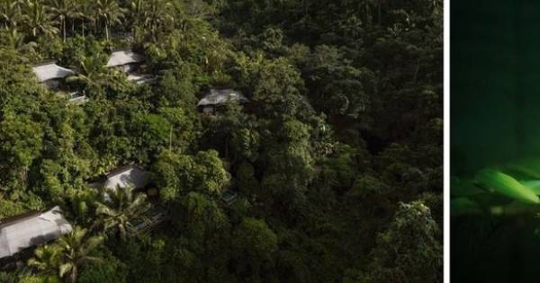 **Capella Ubud: A Decade of Sustainable Luxury in Bali's Rainforest**