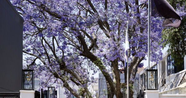 Johannesburg's Park Hyatt Crowned a Global Gem: What This Means for Luxury Travel