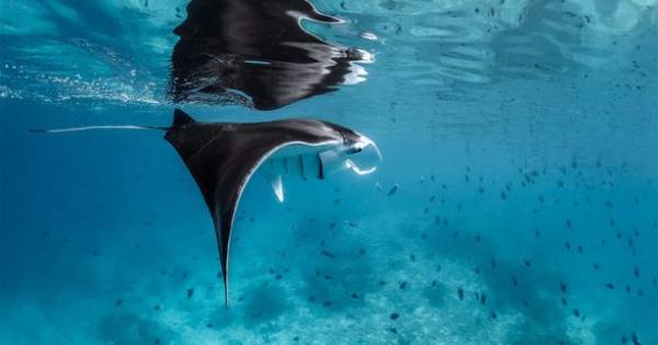 **Manta Magic Returns: Maldives Resort Celebrates Annual Manta Ray Spectacle**