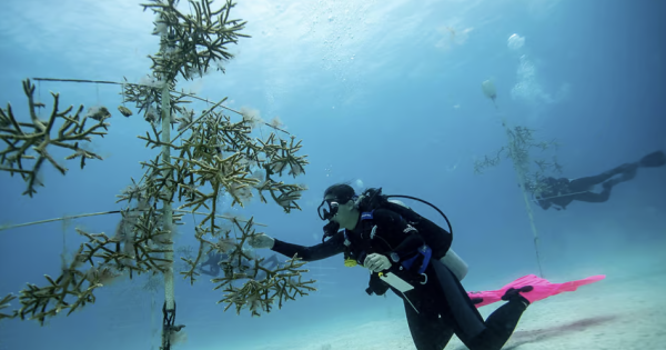 **Ocean Guardians: Iberostar's Commitment to Marine Life Earns Global Recognition**