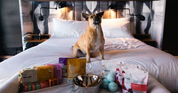 **Pawsitively Luxurious: Ovolo Hotels Launches a New Era of Dog-Friendly Travel**