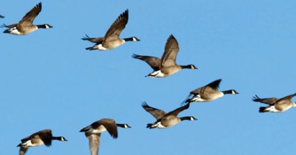 **Sustainable Skies Ahead: Airbus Achieves Breakthrough in Reducing Aircraft Drag with Wake Energy Recovery**