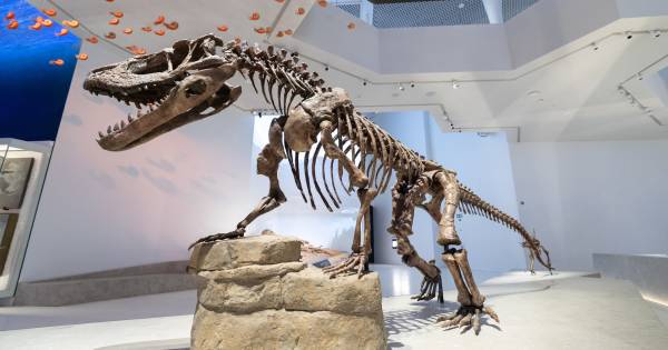 **Unearthing Earth's Story: Abu Dhabi's Grand Natural History Museum Opens its Doors**
